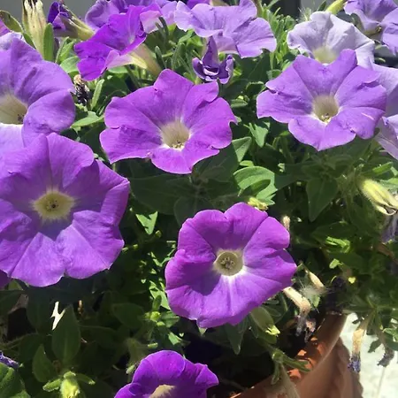 Maria Anastasia شقة ترابيزاكي