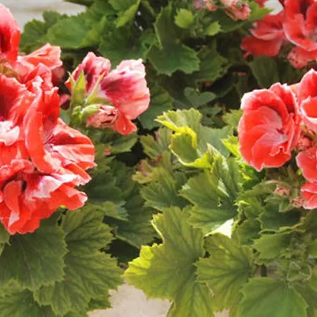 Maria Anastasia * Трапезаки